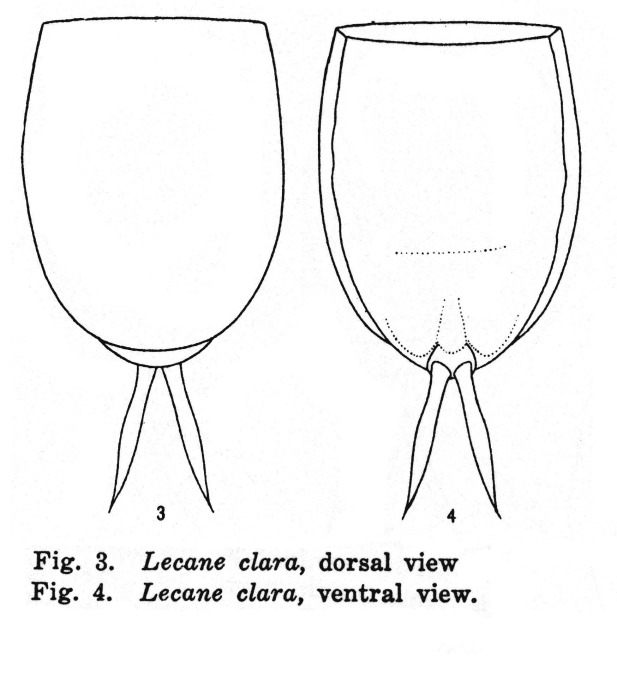 Lecane clara Lecane clara