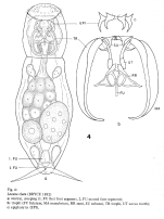 Lecane clara