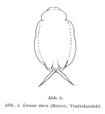 Lecane clara