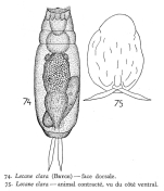 Lecane clara