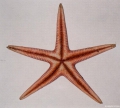 Echinodermata (echinoderms)