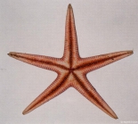 Psilaster andromeda (J. Mler & Troschel, 1842)