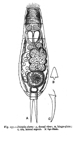 Lecane clara