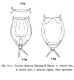 Lecane climacois