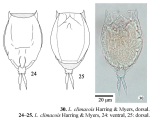 Lecane climacois