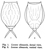 Lecane climacois - Original description image