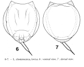 Lecane closterocerca