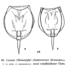 Lecane closterocerca