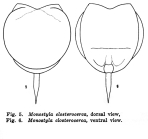 Lecane closterocerca