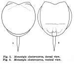 Lecane closterocerca