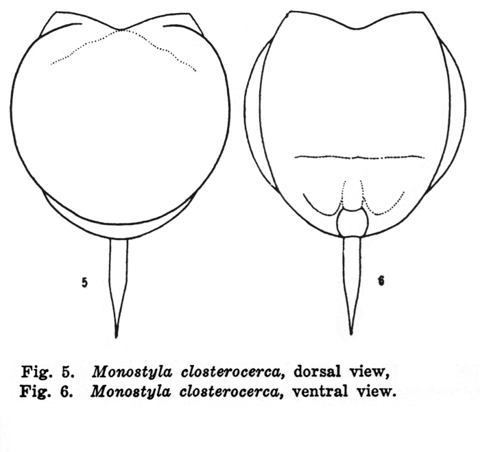 Lecane closterocerca Lecane closterocerca