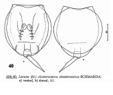 Lecane closterocerca