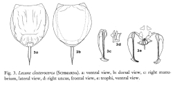 Lecane closterocerca
