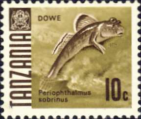 Periophthalmus sobrinus Periophthalmus sobrinus