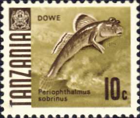 Periophthalmus sobrinus