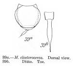 Lecane closterocerca