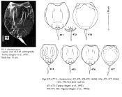 Lecane closterocerca