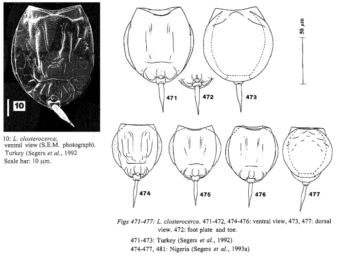 Lecane closterocerca Lecane closterocerca