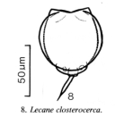Lecane closterocerca