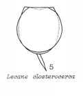 Lecane closterocerca