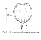 Lecane closterocerca
