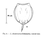 Lecane closterocerca