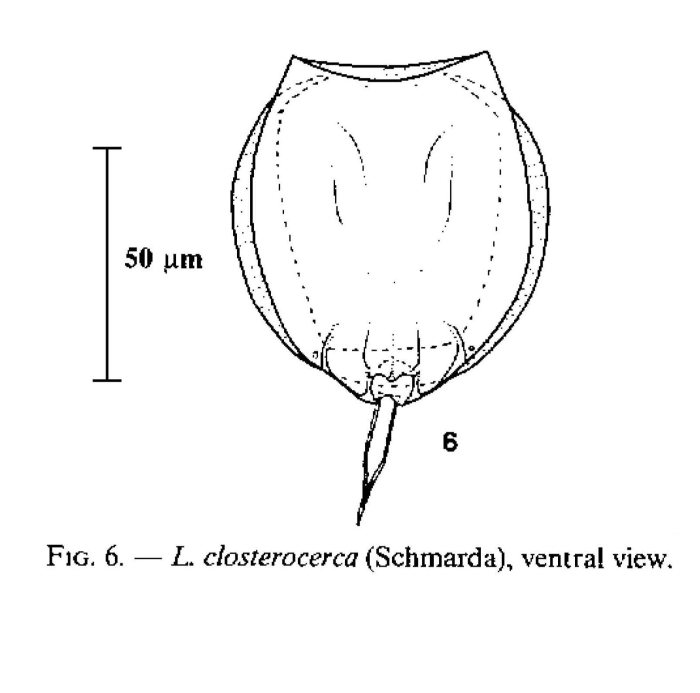 Lecane closterocerca Lecane closterocerca
