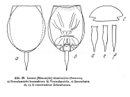 Lecane closterocerca