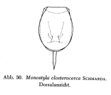 Lecane closterocerca
