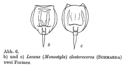Lecane closterocerca