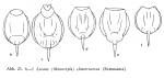 Lecane closterocerca