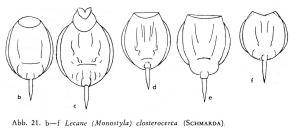 Lecane closterocerca
