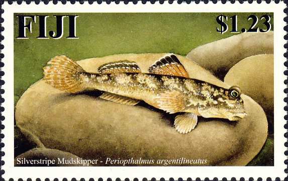 Periophthalmus argentilineatus Periophthalmus argentilineatus