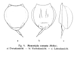 Lecane closterocerca