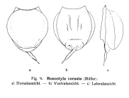 Lecane closterocerca