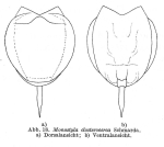 Lecane closterocerca
