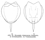 Lecane closterocerca