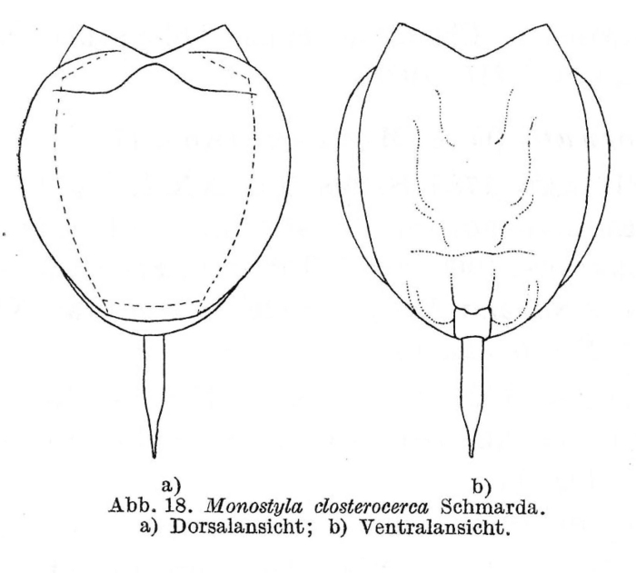 Lecane closterocerca Lecane closterocerca