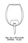 Lecane closterocerca