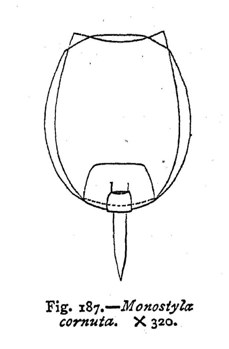 Lecane closterocerca Lecane closterocerca