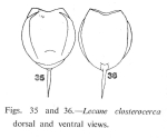 Lecane closterocerca