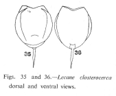 Lecane closterocerca