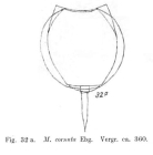 Lecane closterocerca