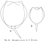 Lecane closterocerca