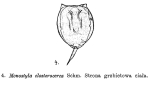 Lecane closterocerca