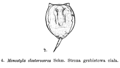 Lecane closterocerca