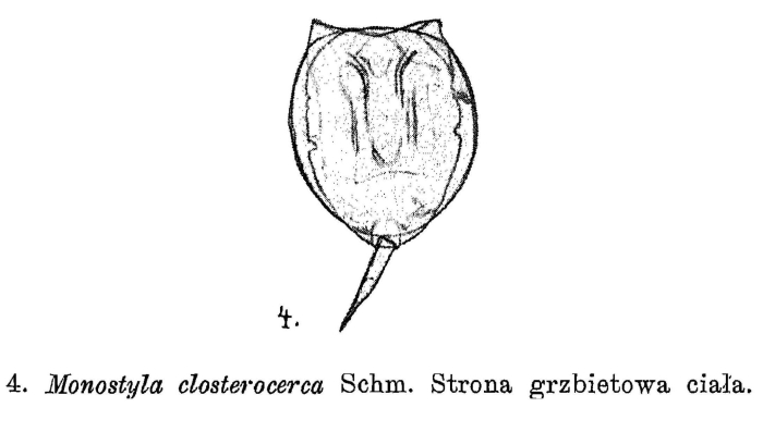 Lecane closterocerca Lecane closterocerca