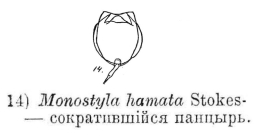 Lecane closterocerca