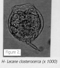 Lecane closterocerca
