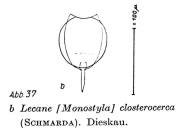 Lecane closterocerca